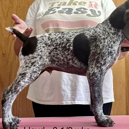 Lloyd - German Shorthaired Pointer puppy in Walford, Iowa from Wild Rose GSP's