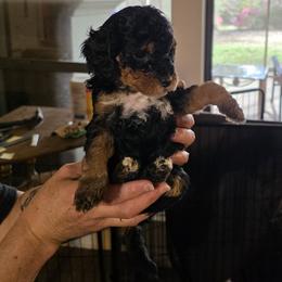 Raelyn - Tri-color female Bernedoodle puppy in Milton, Florida from Sutton Place Doodles