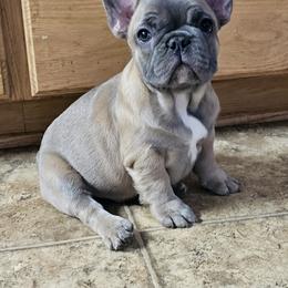 French Bulldog Puppies from Donna's French Bulldogs