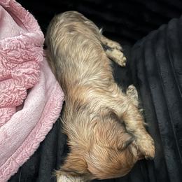 Dachshund Puppies from The long dogs of indiana