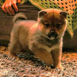 Boy 3 - Sesame male Shiba Inu puppy in Fairbanks, Alaska from Arctic Kennels (Pomskies, Akitas & Shibas)