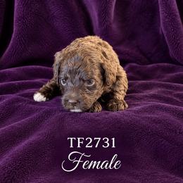 Girl 4 - Chocolate female Australian Labradoodle puppy in Easley, South Carolina from Royal Diamond Australian Labradoodles