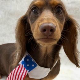 Nash - Chocolate and tan male Dachshund puppy in Brunswick, Georgia from Teenie Tiny Dachshunds