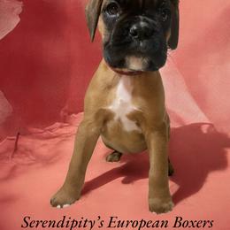 Boxer Puppies from Serendipity's European Boxers