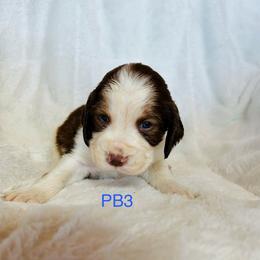 PB3 - Red and white male English Springer Spaniel puppy in Britton, South Dakota from K&S Canines
