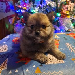 NEWTON-BOY 1 - Red sable male Pomeranian puppy in Lore City, Ohio from Tonia's Pomeranians