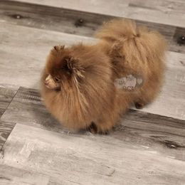V - Pomeranian