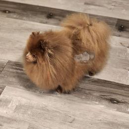 V - Pomeranian