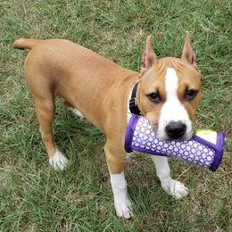 American Staffordshire Terriers from Sunset Kennel