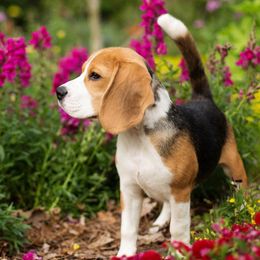 Beagles and Harriers from WolfRun Beagles