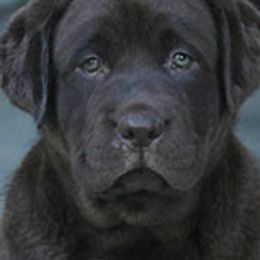 French Bulldogs and Labrador Retrievers from Hurley Labradors and French Bulldogs