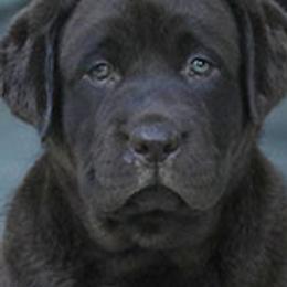 French Bulldogs and Labrador Retrievers from Hurley Labradors and French Bulldogs