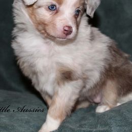 Toy Australian Shepherds from Lazo’s Little Aussies