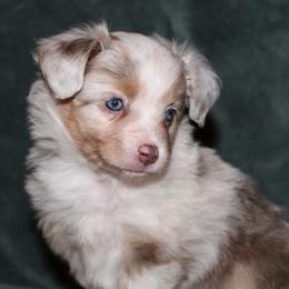 Toy Australian Shepherds from Lazo’s Little Aussies