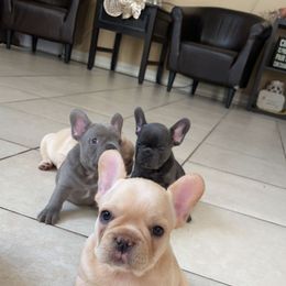 French Bulldog Puppies from MaFrenchiesBadandBoujee