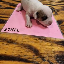 Ethel - American Bulldog puppy in Yellville, Arkansas from Offerman Family Bulldogs