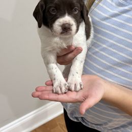 Oreo (Boy 3) - Liver and white male Brittany puppy in Claxton, Georgia from Bull Creek Kennels