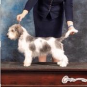 Rumor - Petit Basset Griffon Vendeen