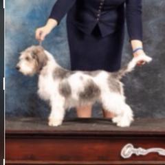 Rumor - Petit Basset Griffon Vendeen