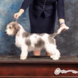 Rumor - Petit Basset Griffon Vendeen