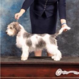 Rumor - Petit Basset Griffon Vendeen