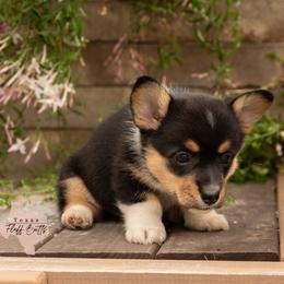 Stella, the Star - Black and tan female Pembroke Welsh Corgi puppy in Keene, Texas from Texas Fluff Butts and Friends