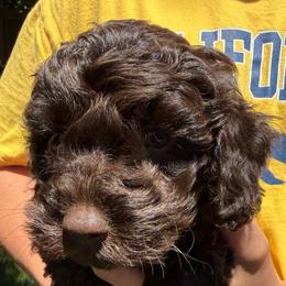 Roscoe - Chocolate male Labradoodle puppy in Lancaster, California from Mini Doodles