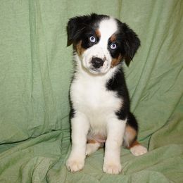 Fairy - Black tri-color female Australian Shepherd puppy in Columbus, Ohio from Gypsy River Aussies