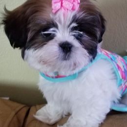 Shih Tzus from Snowhisper Shih Tzu