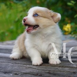 American Corgi and Pembroke Welsh Corgi Puppies from Magnolia Creek Corgis