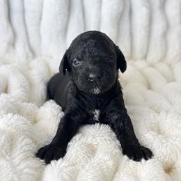 Cookie - Black female Poodle puppy in Calimesa, California from Teakwoodpoodleofsocal