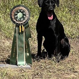 Teal - Labrador Retriever