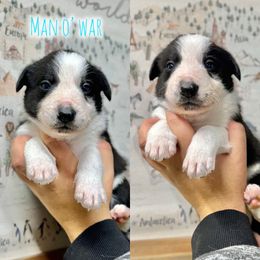 Man o' War - Black and white male Border Collie puppy in Oakley, California from Von Guadachi German Shepherds & Audacity Border Collies
