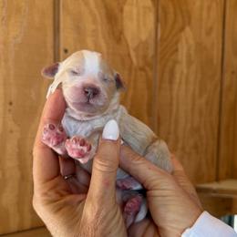 Bessie - Brown and white female Bernedoodle puppy in Yuba City, California from Ranch House Doodles