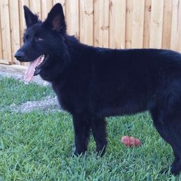 German Shepherd All Grown Up from Vom Wiesinger Kennel
