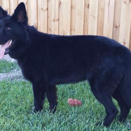 German Shepherd All Grown Up from Vom Wiesinger Kennel