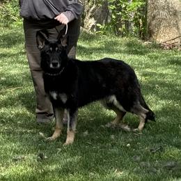 Jazzy - Bi-color female German Shepherd puppy in Dawsonville, Georgia from Des Nebels