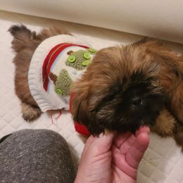 Shih Tzu Puppies from Tammy's Shihtzu Shack