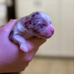 Baby Boy 3 - Red merle male Australian Shepherd puppy in Odessa, Texas from Yucca Blossom Pups