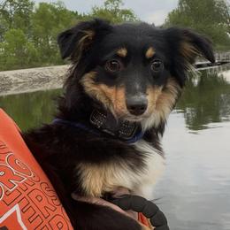 Oakley - Toy Australian Shepherd