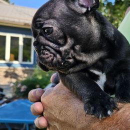 French Bulldog Puppies from Stella's Stars French Bulldogs