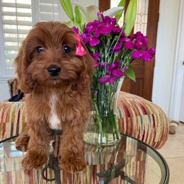 GiGi - Red female Cavapoo puppy in Los Angeles, California from Myles Barnum