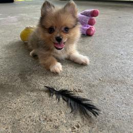 Cheeto - Blue sable male Pomeranian puppy in Clinton, Tennessee from Liza’s Aussies & Poms