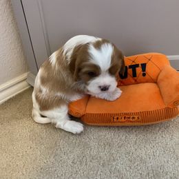 Cavalier King Charles Spaniel Puppies from Cavalier Castle