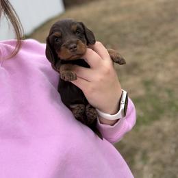Cinderella - Chocolate and tan female Dachshund puppy in Mc Alester, Ok, Oklahoma from New Hope Miniature Dachshunds