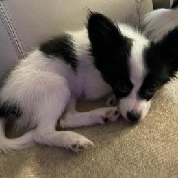 Panda - Papillon