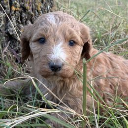 Norbert - Red  male Goldendoodle puppy in Oklahoma City, Oklahoma from Foneb Farm - The F1B Farm