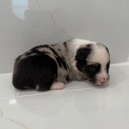 Snickers - Blue merle female Miniature Australian Shepherd puppy in Baker, Florida from East to Western Aussies