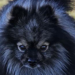 Pomeranians from Heart Of Texas Pom's