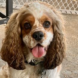 Winston - Cocker Spaniel